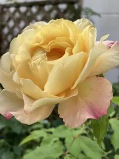 michi.mama3579様 リクエスト 3点 まとめ商品