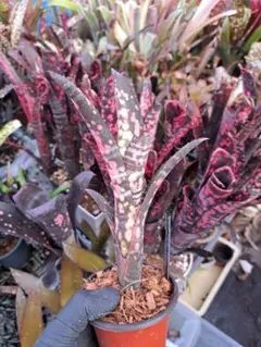 Billbergia DM × 'Kolan Dark Knight' - メルカリ