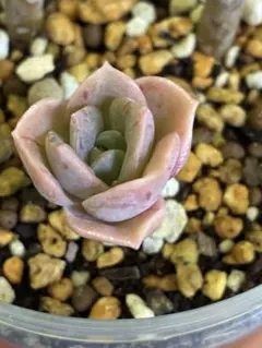 ❤ラブリーローズ錦❤ 白斑レア  カキコ赤斑葉挿し付⑧ ❤ラブリーローズ錦❤ 白斑レア カキコ赤斑葉挿し付⑧ 観葉植物