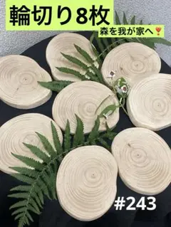 #243 丸太　輪切り　切り株　槙の木 8枚　ハンドメイド材料　展示台