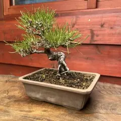 2026年最新】赤松 盆栽の人気アイテム - メルカリ