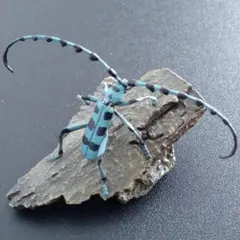 ユージン 原色日本昆虫図鑑Ⅰ 「ルリボシカミキリ」