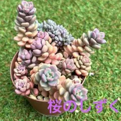 NEW‼️【1群生 カット】多肉「千本桜」ピンク色が可愛い♡やっと入手
