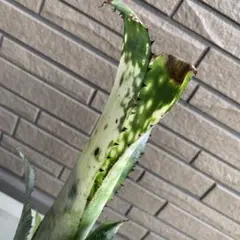 Billbergia Novena 子株付き Billbergia 'Novena' 子株 - メルカリ