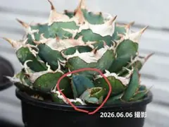 2026年最新】アガベ 清櫻の人気アイテム - メルカリ