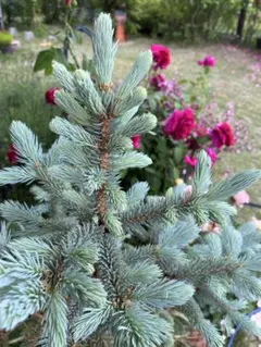 2025年最新】プンゲンストウヒの人気アイテム - メルカリ