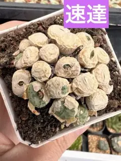 速達　どるちゃん様 リクエスト 5点 まとめ商品