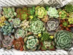多肉植物　カット苗　詰め合わせ ☆ 寄せ植えセット　多肉弁当