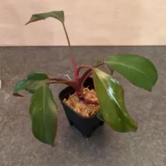 2026年最新】オレンジプリンセス フィロデンドロンの人気アイテム