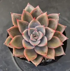 2026年最新】カット苗 多肉の人気アイテム - メルカリ