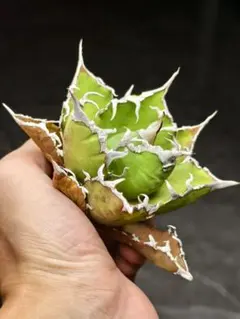 2025年最新】アガベ チタノタ シーザーの人気アイテム - メルカリ