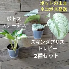 2025年最新】スキンダプサスの人気アイテム - メルカリ