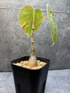 超美株　ボンバックス　プセウドボンバックス エリプティクム　メルカリ便 2026年最新】ボンバックス エリプティクムの人気アイテム - メルカリ