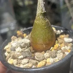 2026年最新】ボンバックスの人気アイテム - メルカリ