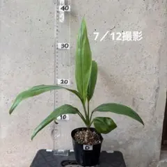 生葉 ティーリーフ アウティ フラダンス タヒチアン 20枚 - メルカリ