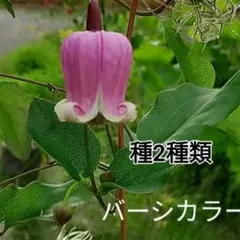 クレマチス　壺型　正規品ラベル付き 2025年最新】壺型クレマチスの人気アイテム - メルカリ