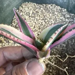 2025年最新】アガベ 子株 セットの人気アイテム - メルカリ