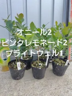 2026年最新】ブルーベリー苗 オニールの人気アイテム - メルカリ