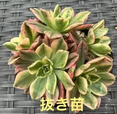 11#多肉植物アエオニウム錦❤️ブロンズメダル錦❤️9大頭22cm 拔き苗 11#多肉植物アエオニウム錦❤️ブロンズメダル錦❤️9大頭22cm 拔き苗