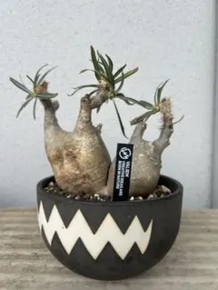 パキポディウムグラキリス2頭 VALIEM 鉢植え 塊根植物 コーデックス