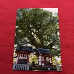 霊波之光 御守護神様 波瀬善雄先生 写真 L判サイズ - メルカリ