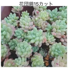 優飛mama様 リクエスト 6点 まとめ商品