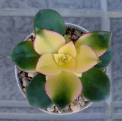 セドバン様 リクエスト 2点 まとめ商品