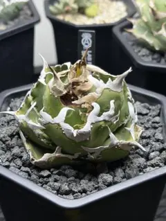 化物級！アガベチタノタCOK（極上株）超S級狂棘super追星高級品種激