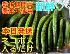 갓 고른 것!재배 기간에는 농약을 사용하지 않으므로 안심할 수 있습니다!직접 만든 씨앗!네코포스!오늘 배송!실제 제품 ⑦