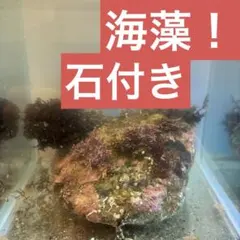 2025年最新】ライブロック 人工の人気アイテム - メルカリ