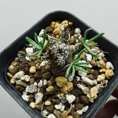 チレコドン ペアルソニー★抜き苗★ チレコドン ペアルソニー4 | STELLA.PLANTS