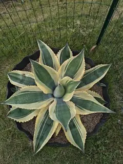 リップルエフェクト　カキコ育成株 2025年最新】リップルエフェクトの人気アイテム - メルカリ