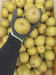 茨城県産　摘果梨　箱込み7キロ　 加工用　1キロ 9〜11玉のサムネイル