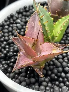 2026年最新】アガベ胴切り株の人気アイテム - メルカリ