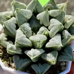 2025年最新】ハオルチア・アロエの人気アイテム - メルカリ