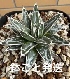 アガベ 児玉姫笹の雪 観葉植物 多肉植物のサムネイル