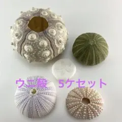 NO.68-178 アーチン(ウニ殻) 5種類アソート 5ケセット