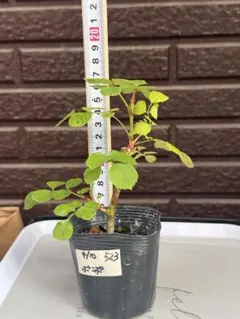 527 バラ苗 バラ挿し木苗 ア - メルカリ