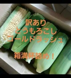 6/5本日収穫分！訳ありとうもろこしゴールドラッシュ18本～箱満杯詰め！のサムネイル