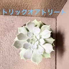 2025年最新】トリックオアトリート多肉植物の人気アイテム - メルカリ