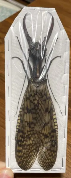2026年最新】ヘビトンボ 標本の人気アイテム - メルカリ