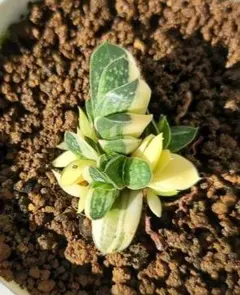 2025年最新】ガステリア 錦の人気アイテム - メルカリ