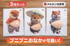 柴犬 お腹ぷにぷにシール 3枚セット 可愛い