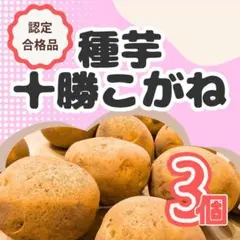 yn様 リクエスト 2点 まとめ商品