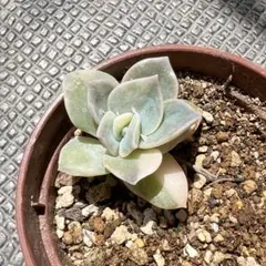 ラブリーローズ錦 白斑 斑抜け 根付き苗 多肉植物 6センチポット