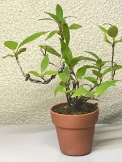 ヒメウツギ　ミニ盆栽のサムネイル