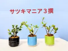 2026年最新】さつき 盆栽の人気アイテム - メルカリ