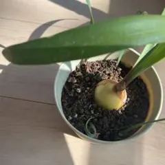 だ*〜様 オレンジ色の花の生育中の植物のサムネイル