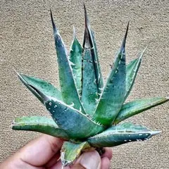 2025年最新】パープソラムの人気アイテム - メルカリ