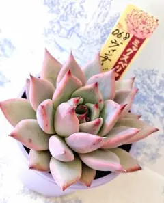 2025年最新】札付き 多肉植物の人気アイテム - メルカリ